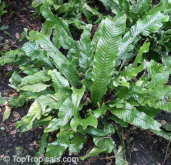 Microsorum musifolium - Alligator Fern, Crocodile Fern 