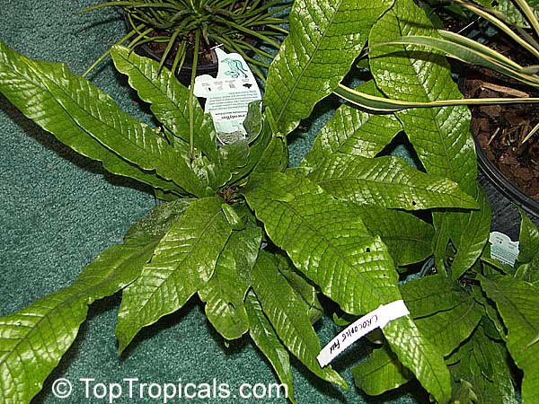 Microsorum musifolium - Alligator Fern, Crocodile Fern 