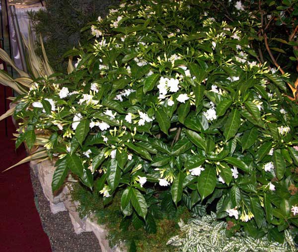 Tabernaemontana Flore Pleno - Crape Jasmine, Carnation of India, Florida Gardenia