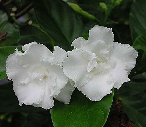 Tabernaemontana Flore Pleno - Crape Jasmine, Carnation of India, Florida Gardenia