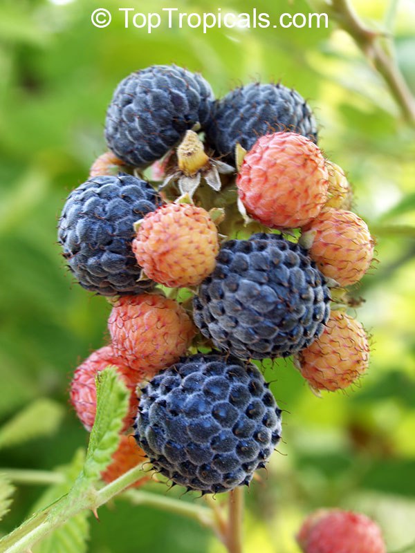 Tropical Raspberry Mysore (Rubus albescens x niveus)