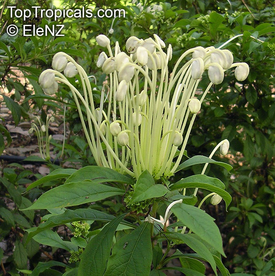  Why they call this Clerodendrum Musical Notes? 