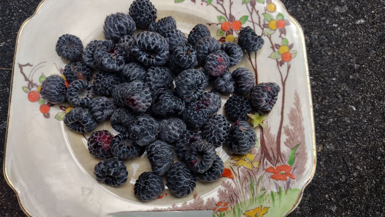 Tropical Raspberry Mysore (Rubus albescens x niveus)