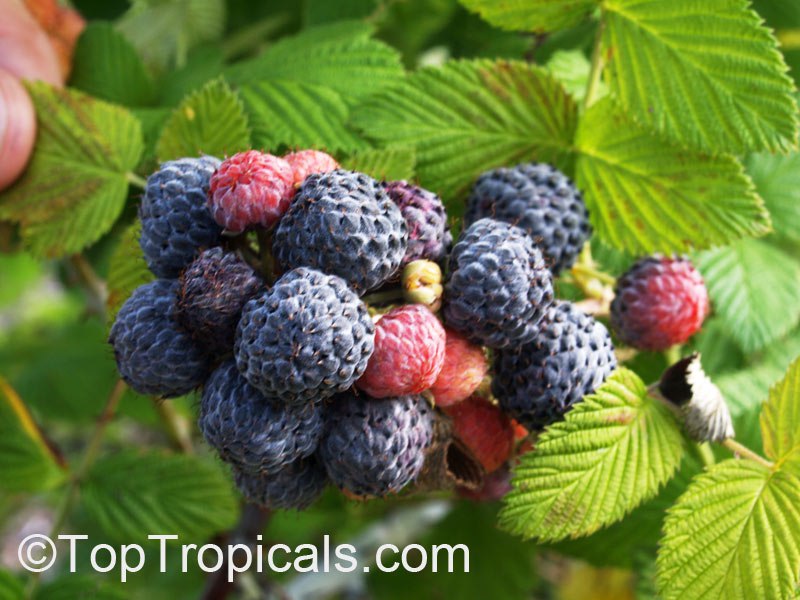 Tropical Raspberry Mysore (Rubus albescens x niveus)