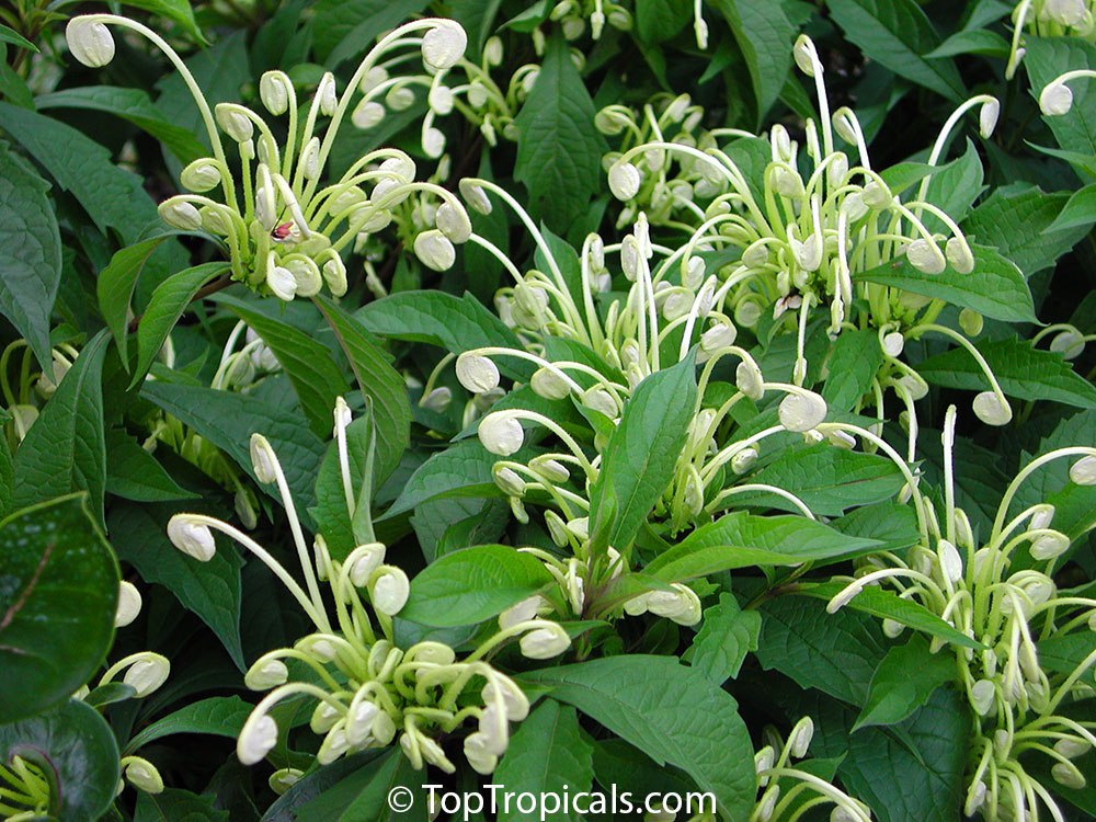 Clerodendrum incisum - Musical Note