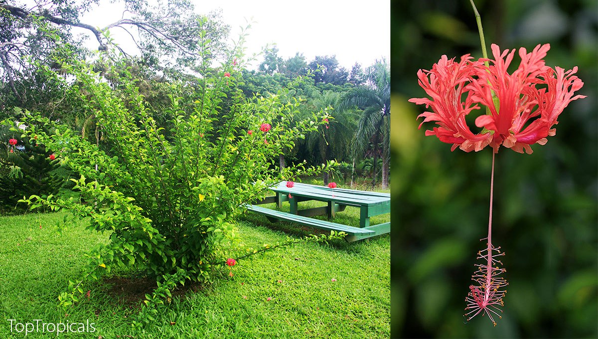  Have you ever seen a hibiscus like that? This flower will blow your mind! 