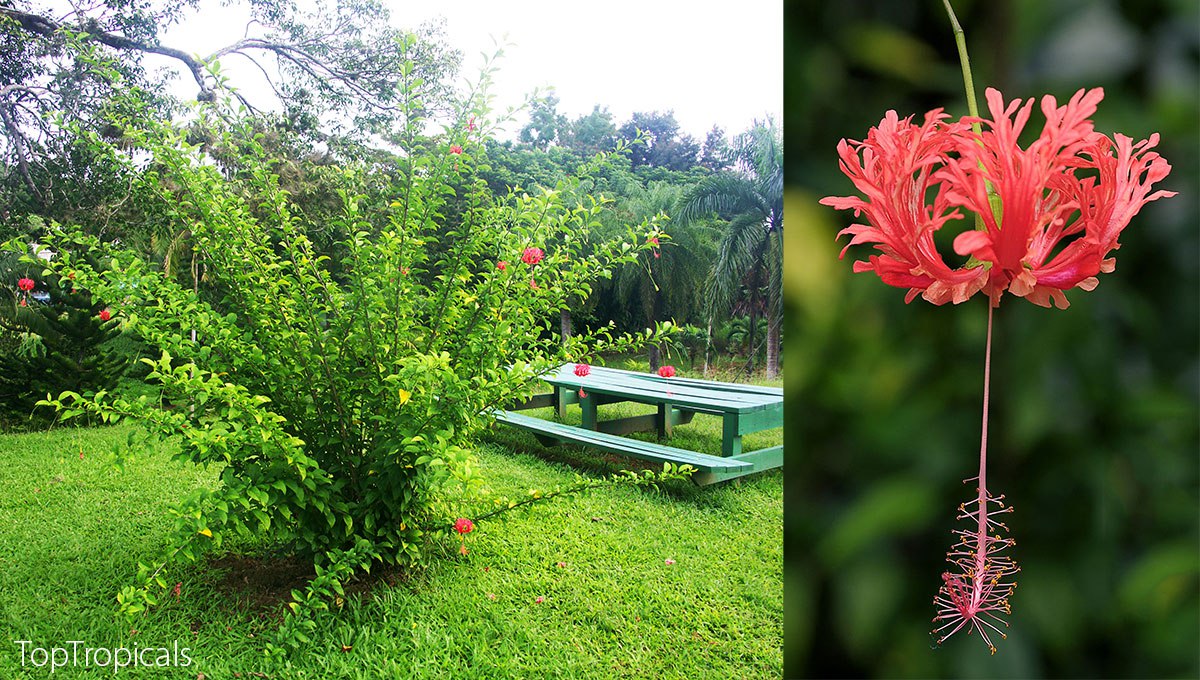 Hibiscus schizopetalus - Skeleton Hibiscus, Coral Hibiscus 