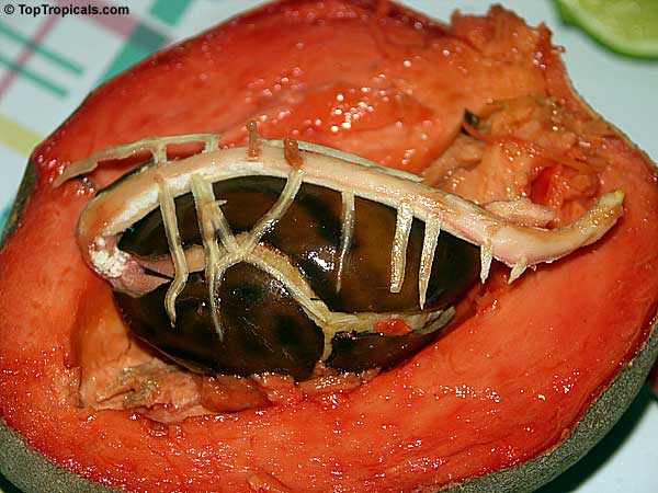 Pouteria sapota, Mamey Sapote