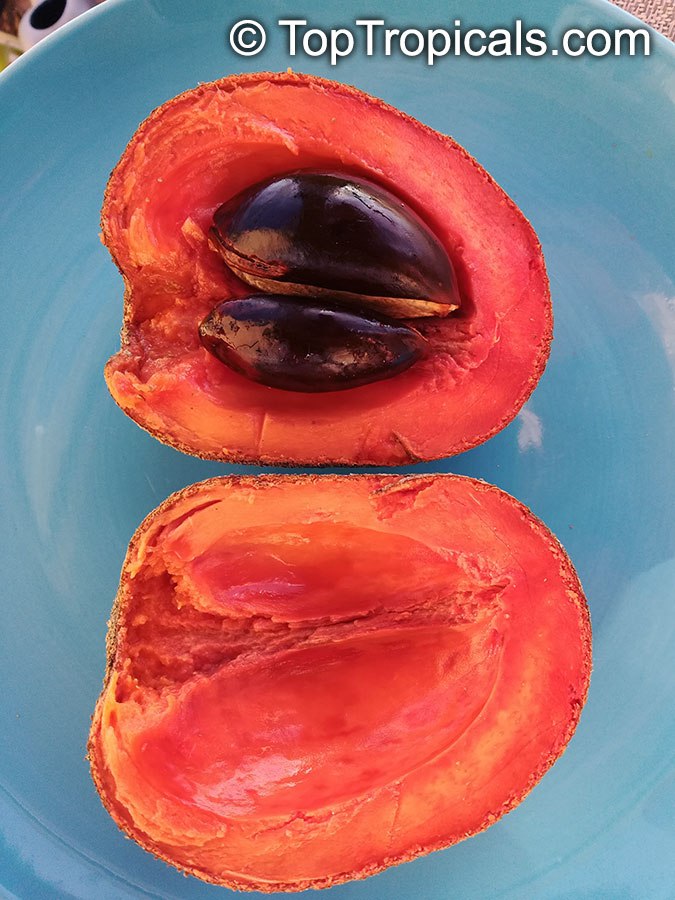  Why exotic Mamey fruit is so much wanted?