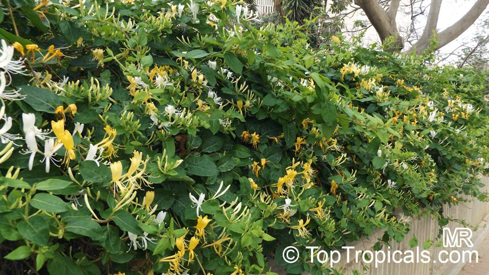 Lonicera japonica - Japanese Honeysuckle 