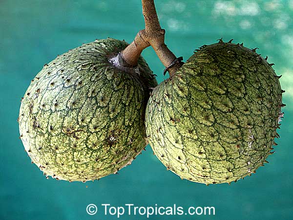 Annona montana - Mountain Soursop, Hedgehog Annona