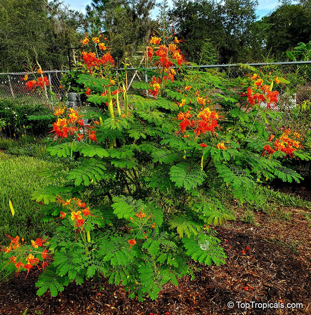 Caesalpinia pulcherrima - Dwarf Poinciana, or Bird of Paradise