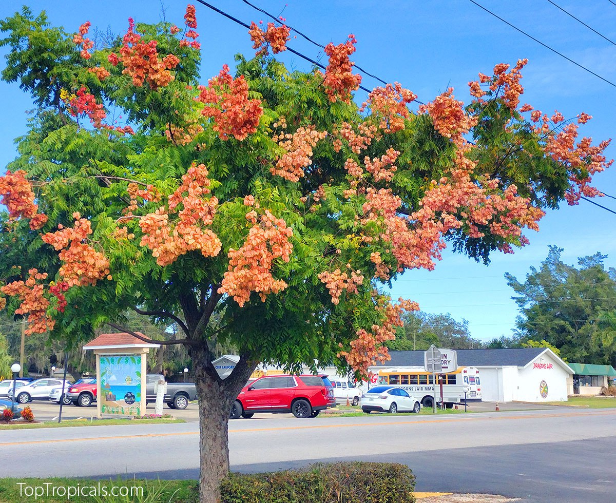 Koelreuteria paniculata - Golden Rain Tree