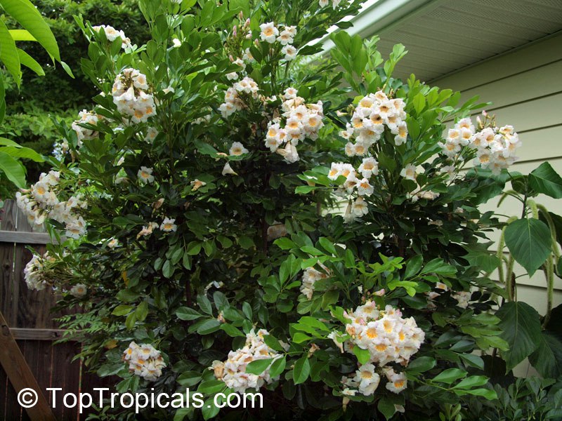 Radermachera Kunming - Dwarf Tree Jasmine