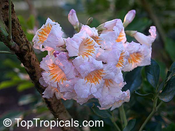 Radermachera Kunming - Dwarf Tree Jasmine flowers