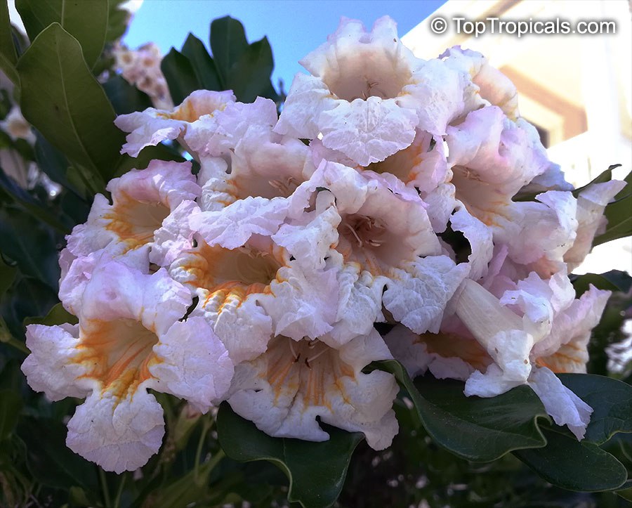 Radermachera Kunming - Dwarf Tree Jasmine flowers