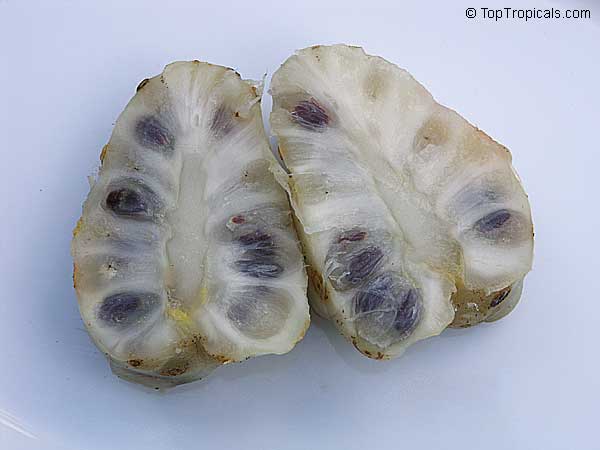 Morinda citrifolia - Noni tree, fruit