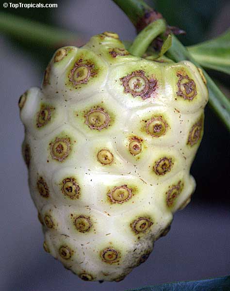 Morinda citrifolia - Noni tree, fruit