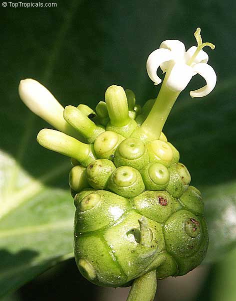 Why Noni is a superfood?