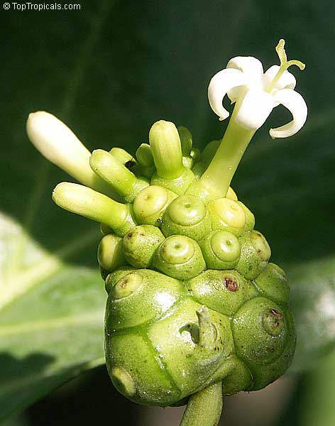 Morinda citrifolia - Noni tree fruit and flower