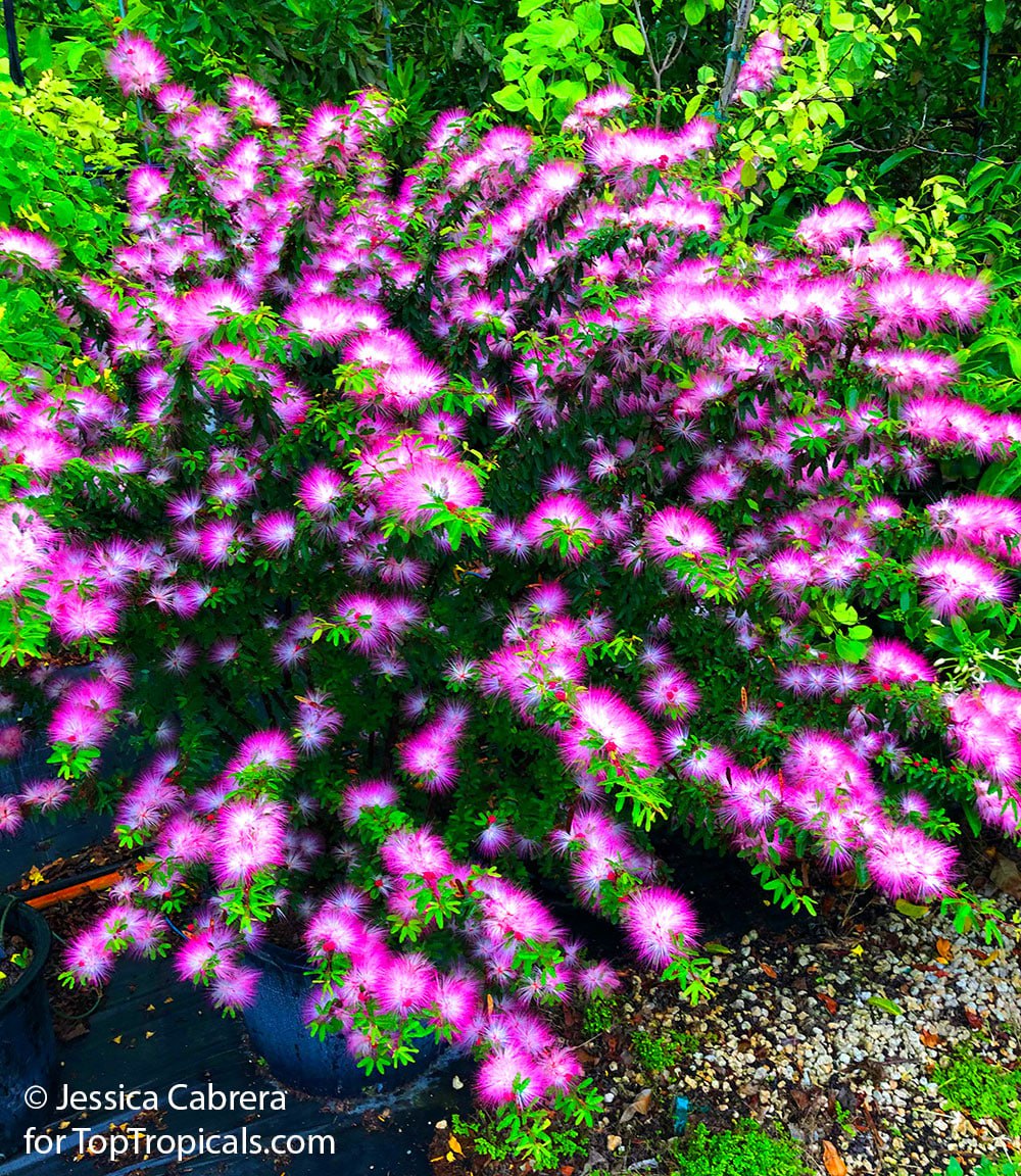 Calliandra selloi (brevipes) Pink Lilian