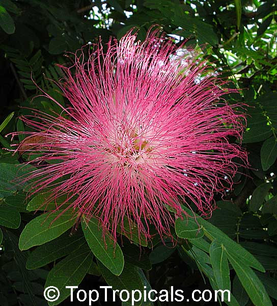 Calliandra surinamensis - Powderpuff