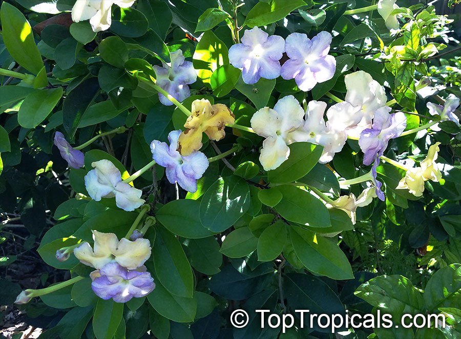 Brunfelsia isola, or Lavender Lady of the Night