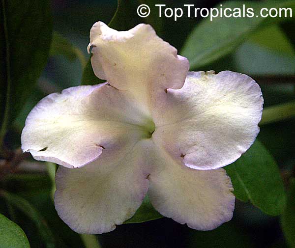  Brunfelsia isola, or Lavender Lady of the Night