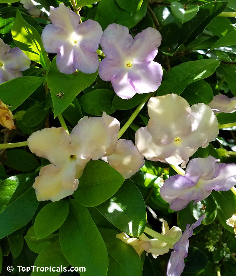  Brunfelsia isola, or Lavender Lady of the Night