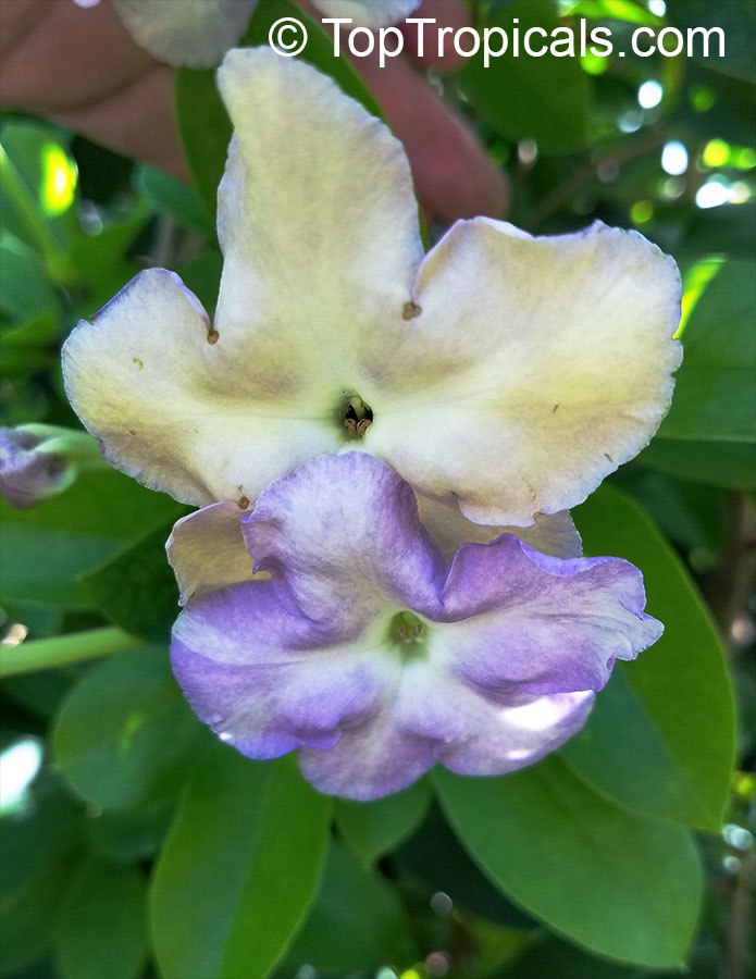  Brunfelsia isola, or Lavender Lady of the Night