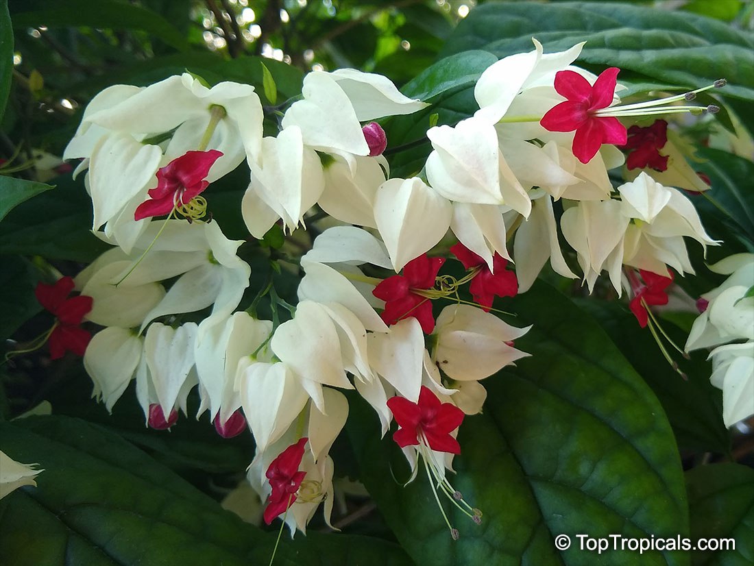  Fun Fact: Bleeding Heart Vine is named for its unique red and white flowers that resemble... bleeding hearts!