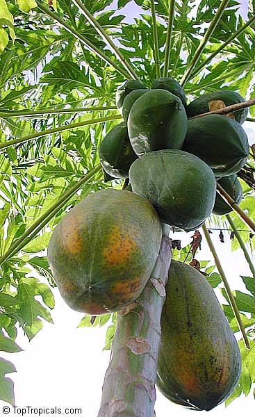  Fun Fact: Papayas contain an enzyme called papain, which is commonly used as a meat tenderizer, now you know what the secret is! 