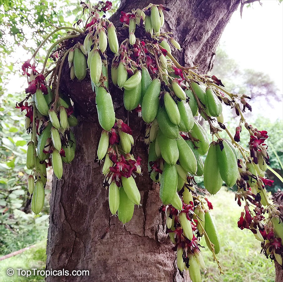 Cucumber Tree (Averrhoa bilimbi)
