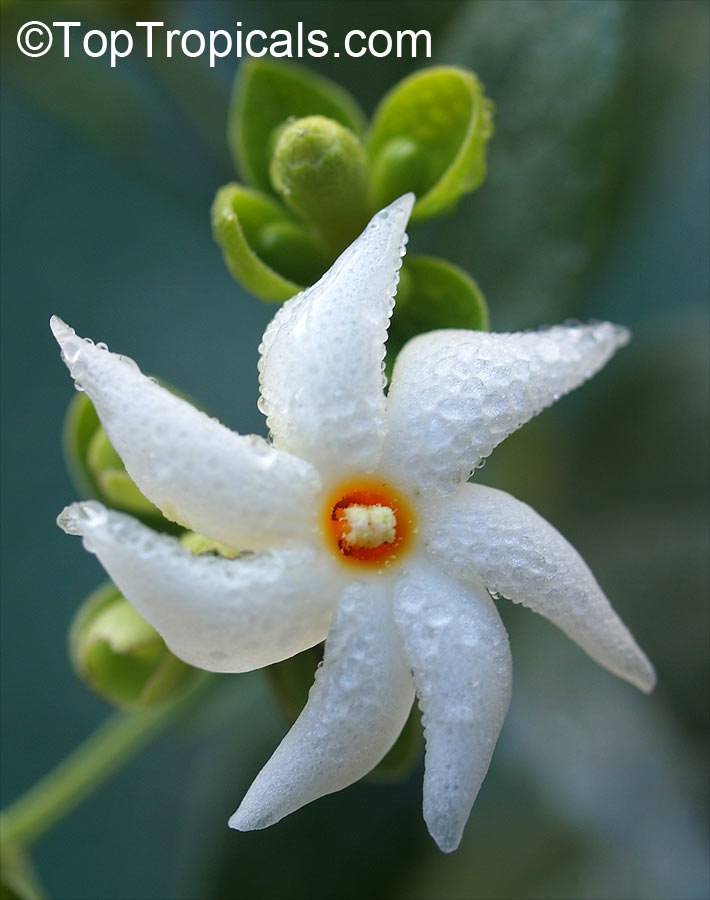 Parijat Tree (Nyctanthes arbor-tristis)
