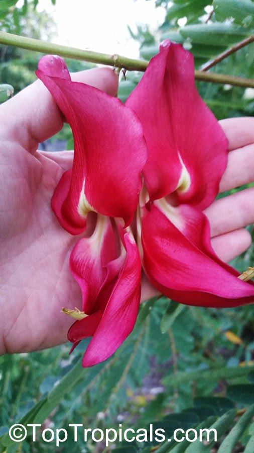 Hummingbird Tree (Sesbania grandiflora)
