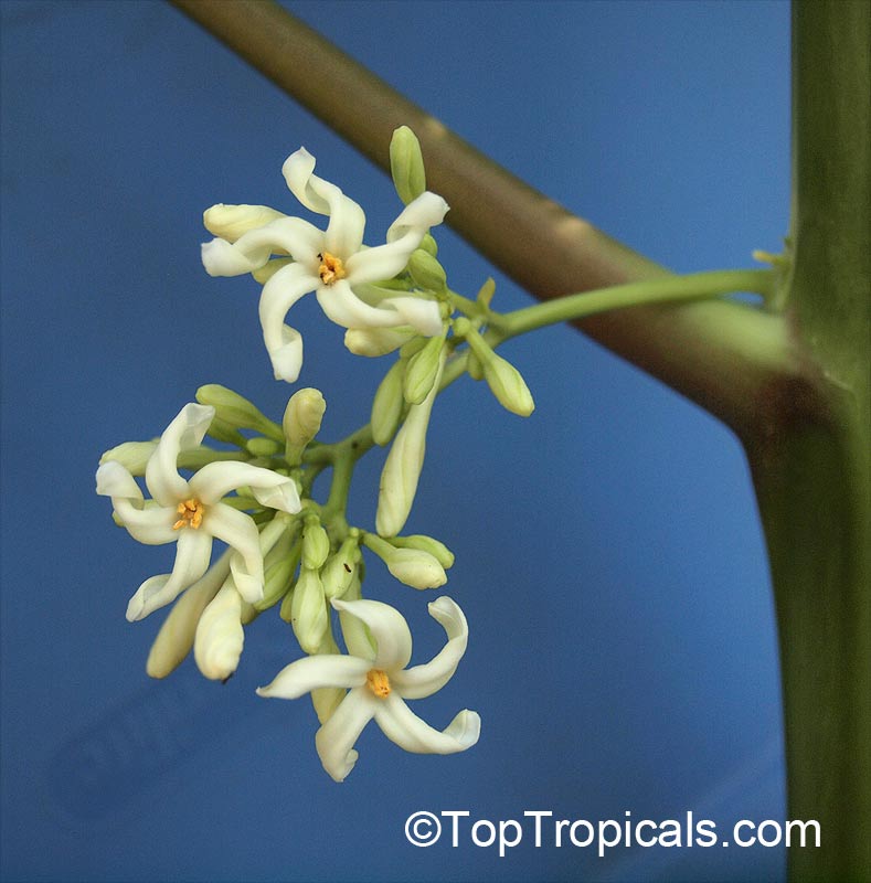 Papaya Tree (Carica papaya)