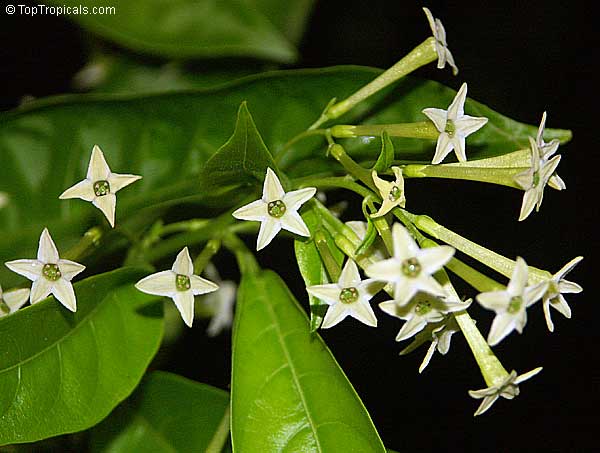 Cestrum nocturnum - Night blooming jasmine