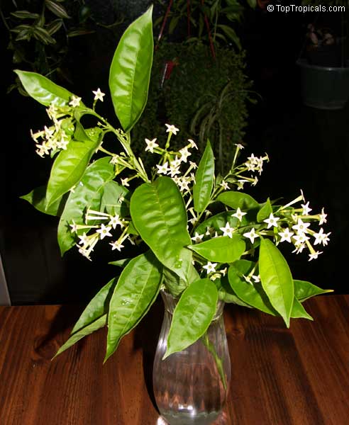 Cestrum nocturnum - Night blooming jasmine