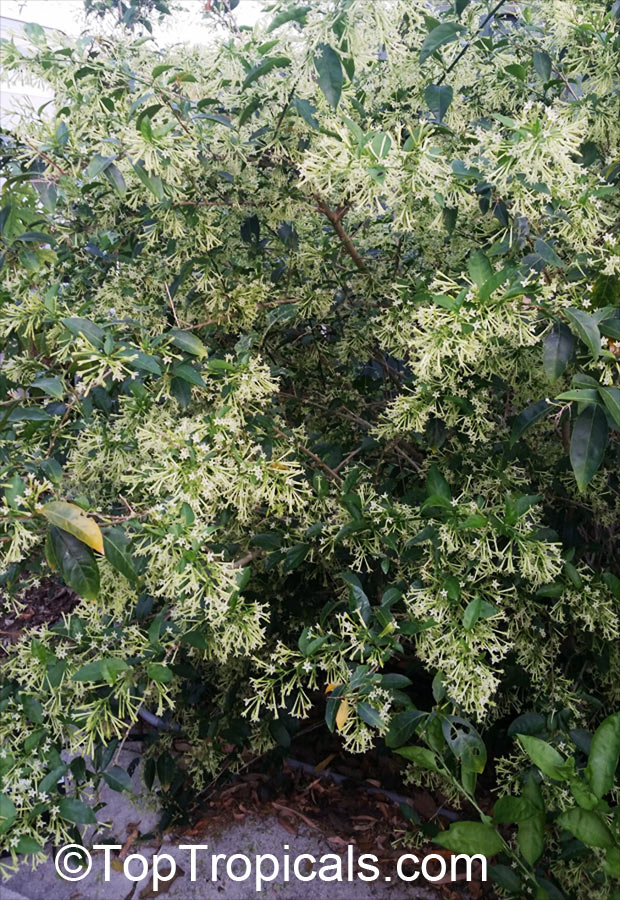 Cestrum nocturnum - Night blooming jasmine