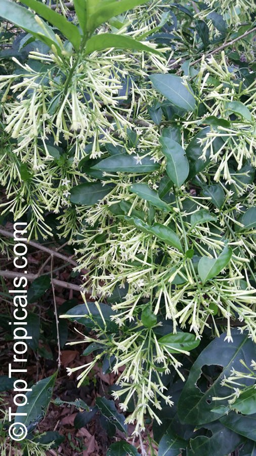 Cestrum nocturnum - Night blooming jasmine