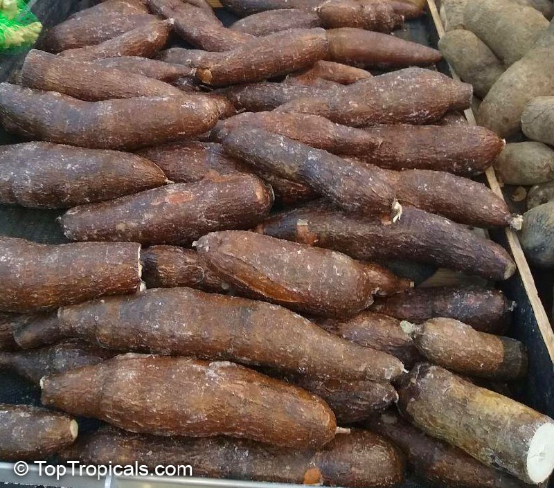 Yuca Root, Cassava, Tapioca - Manihot esculenta