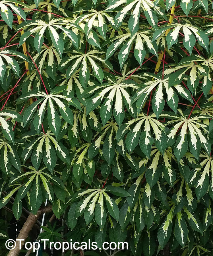 Yuca Root, Cassava, Tapioca - Manihot esculenta cv. Variegata 