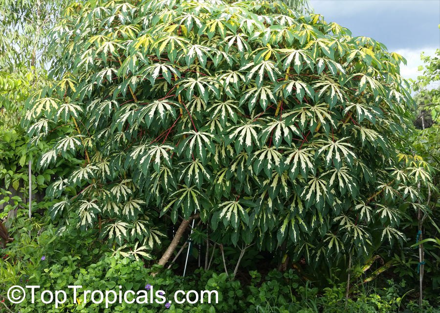 Yuca Root, Cassava, Tapioca - Manihot esculenta cv. Variegata 