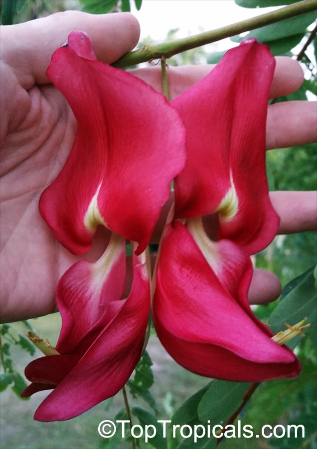 Can you eat bird-looking flowers? You can eat the whole tree!