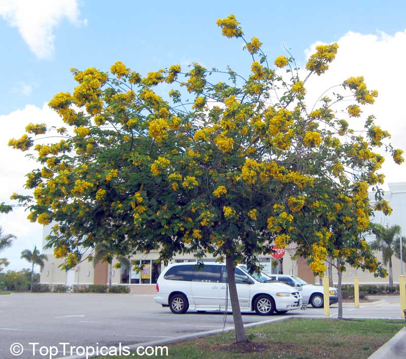 What is a perfect shade tree with flower benefits? Discover the sunny Kassod Tree