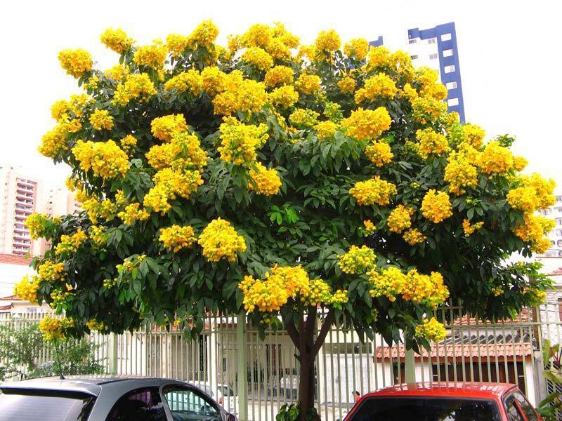 What is a perfect shade tree with flower benefits? Discover the sunny Kassod Tree