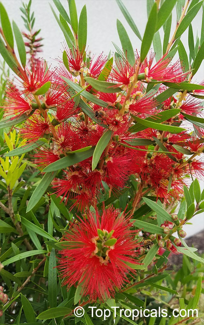 Bottlebrush Tree (Callistemon spp.)