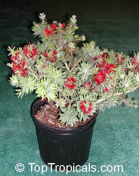 Bottlebrush Tree (Callistemon spp.) Little John