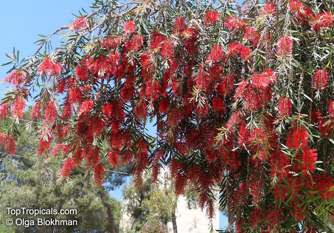 Bottlebrush Tree (Callistemon spp.)