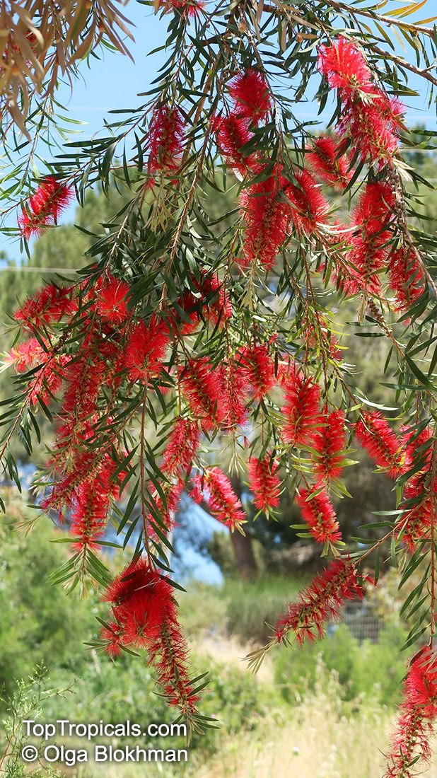 Bottlebrush Tree (Callistemon spp.)